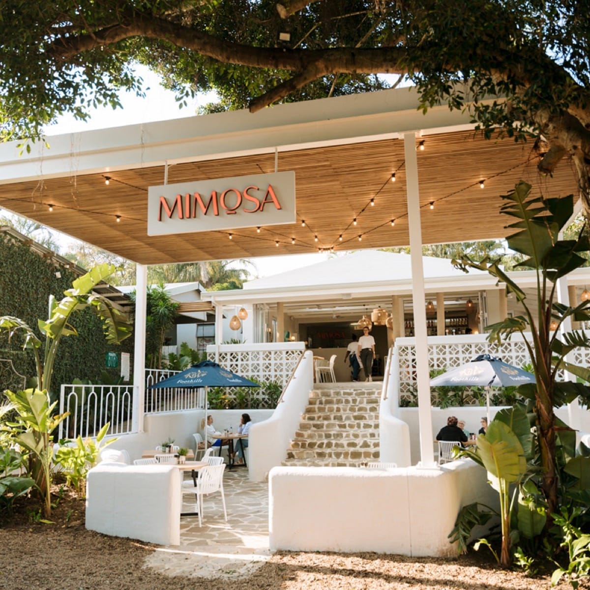 Mimosa